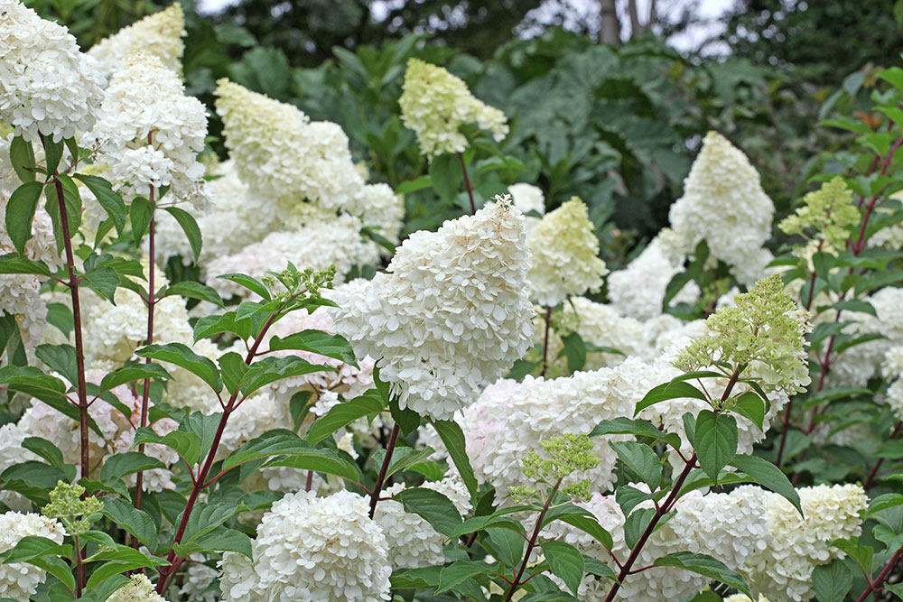 Syrinhortensia