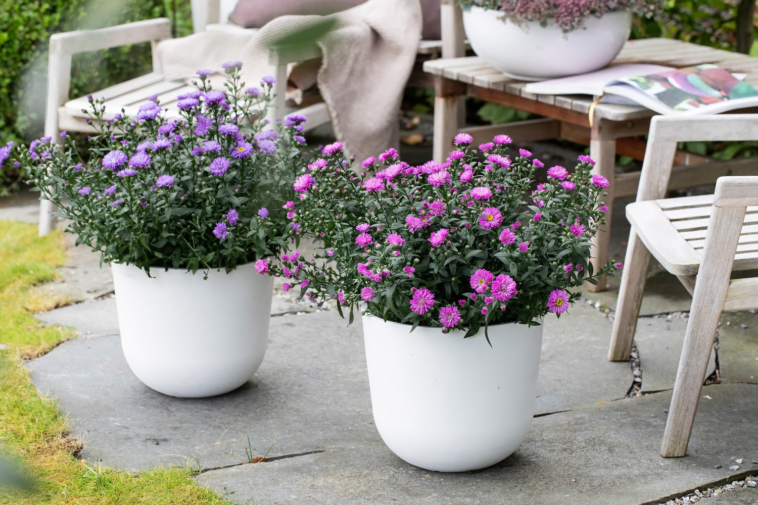 Asters