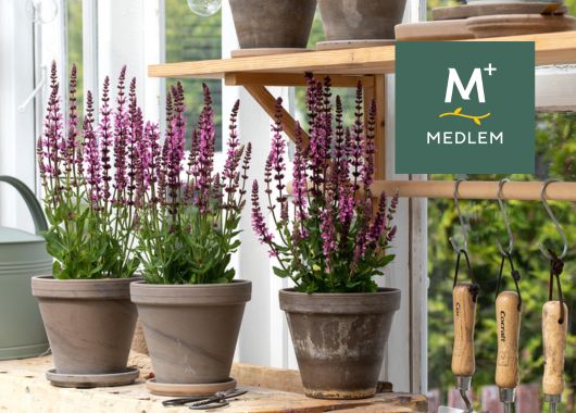 Salvia 'Deep Rose'